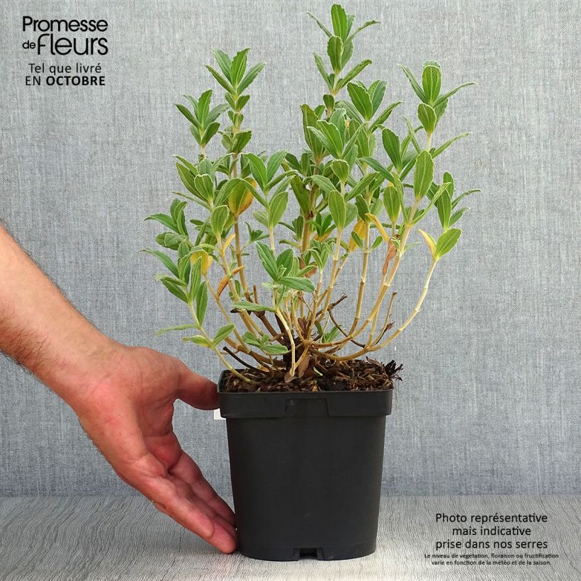 Ejemplar de Jara - Cistus pulverulentus Sunset Maceta 2L/3L entregado en otoño