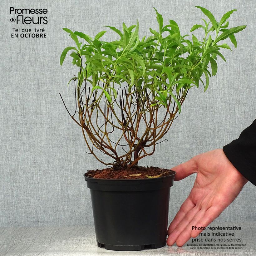 Ejemplar de Jara purpúrea - Cistus purpureus Betty Taudevin Maceta 2L/3L entregado en otoño