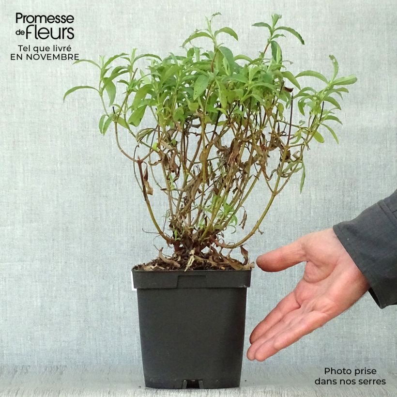 Ejemplar de Jara purpúrea - Cistus purpureus Maceta 2L/3L entregado en otoño