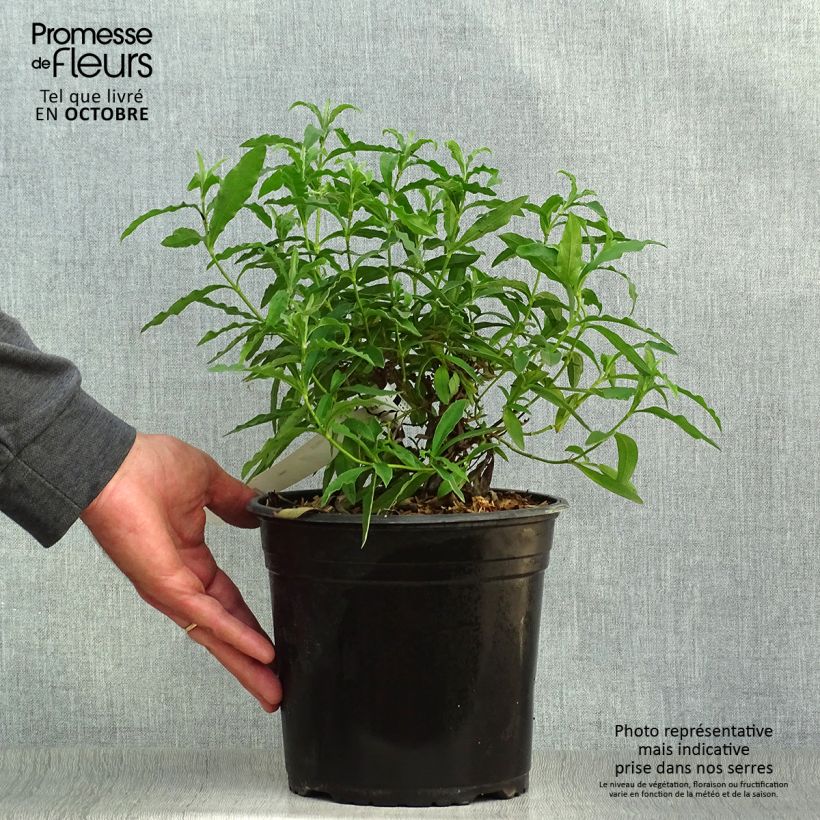 Ejemplar de Jara purpúrea - Cistus purpureus Maceta 4L/5L entregado en otoño