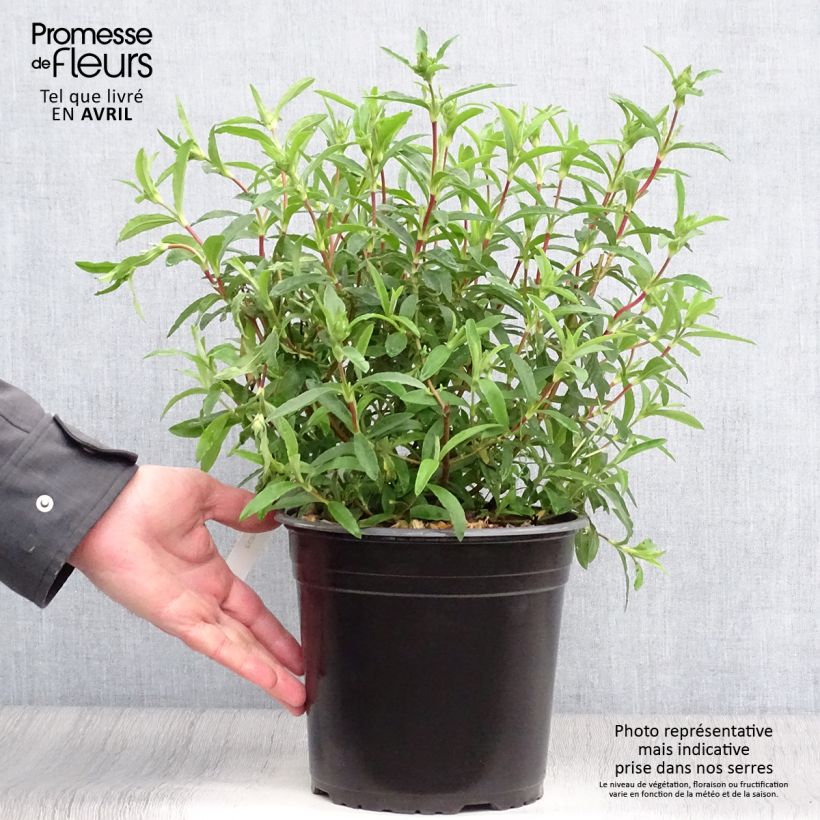 Jara purpúrea - Cistus purpureus Maceta 4L/5LAltura de entrega aprox. 30cm Ejemplar entregado en la primavera