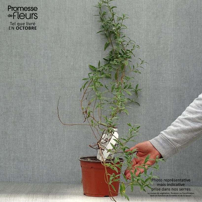 Ejemplar de Jara - Cistus skanbergii Maceta 2L/3L entregado en otoño