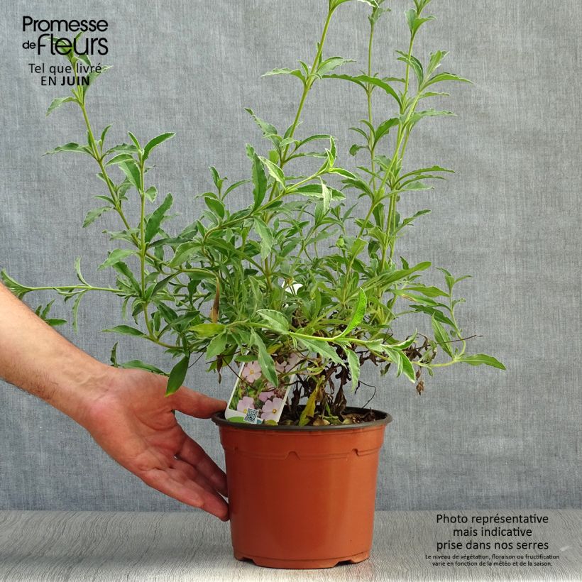 Ejemplar de Jara - Cistus skanbergii Maceta 2L/3LAltura de entrega aprox. 20/30cm entregado en verano