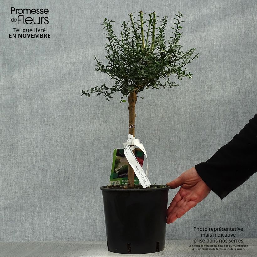 Ejemplar de Lima dedo - Microcitrus australasica Maceta 4L/5L, 1/4 tallo entregado en otoño