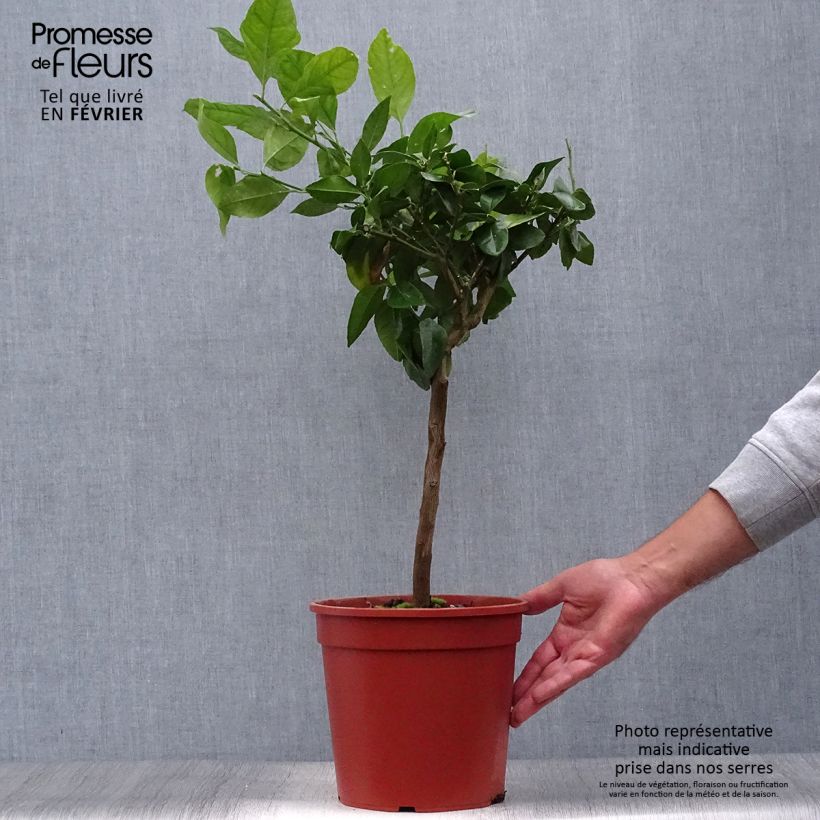 Ejemplar de Limonero Volkameriano Maceta 4L/5L, 1/4 tallo entregado en otoño