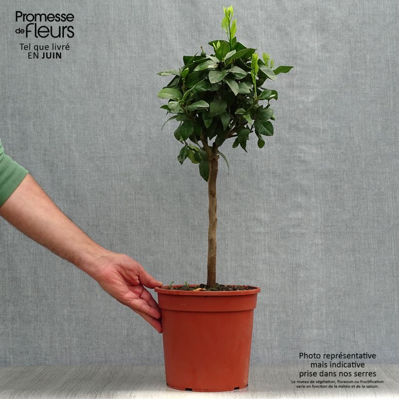 Ejemplar de Limonero Volkameriano Maceta 4L/5L, 1/4 talloAltura de entrega aprox. 40/50cm entregado en verano