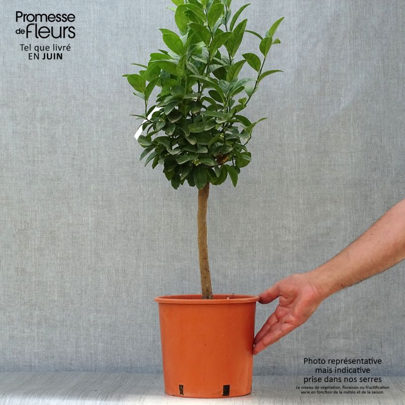 Ejemplar de Limero​ - Citrus aurantiifolia Maceta 4L/5L, 1/4 talloAltura de entrega aprox. 50/60cm entregado en verano