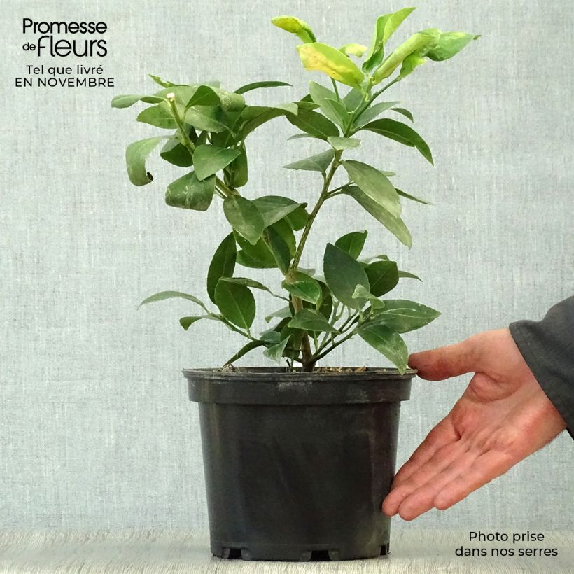 Ejemplar de Limero​ Mexicana - Citrus aurantiifolia Maceta 2L/3L entregado en otoño