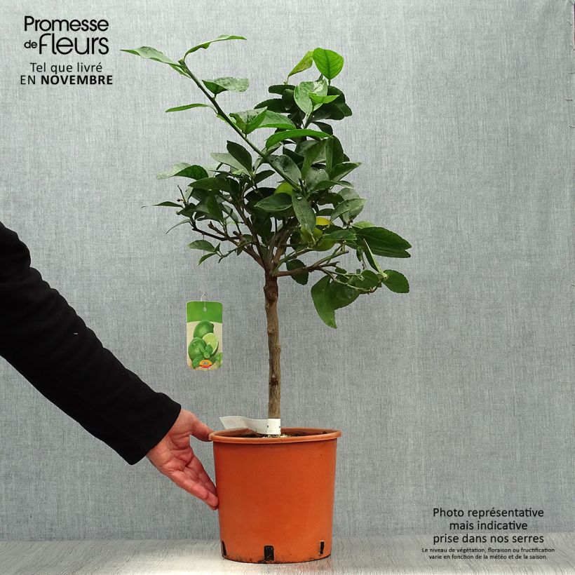 Ejemplar de Limero​ - Citrus aurantiifolia Maceta 4L/5L, 1/4 tallo entregado en otoño