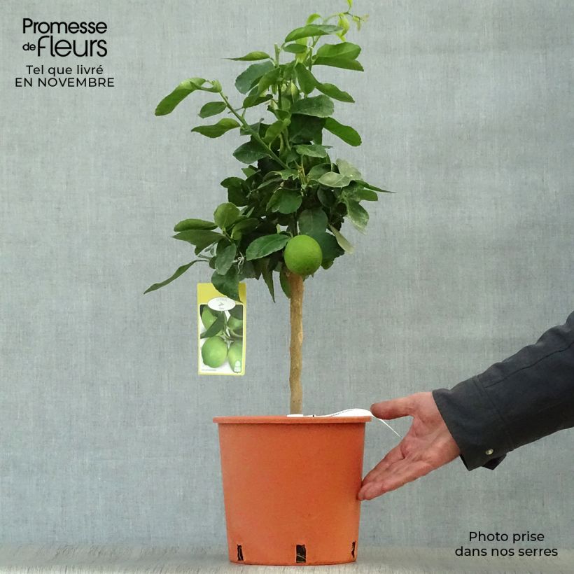 Ejemplar de Limero​ Red Lime - Citrus aurantiifolia Maceta 4L/5L, 1/4 tallo entregado en otoño