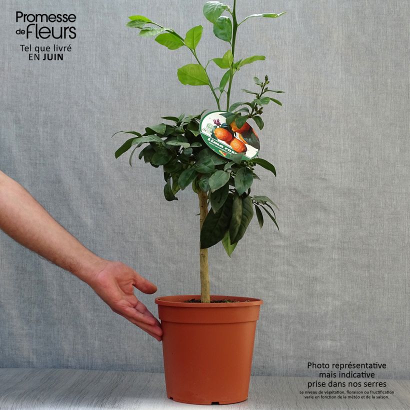 Ejemplar de Limero​ Red Lime - Citrus aurantiifolia Maceta 3L/4L, 1/4 talloAltura de entrega aprox. 40/50cm entregado en verano