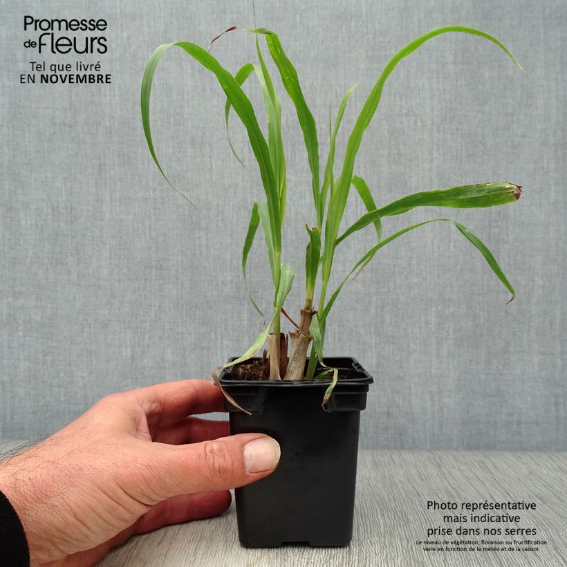 Ejemplar de Limonaria - Cymbopogon citratus Maceta de 7/8 cm entregado en otoño