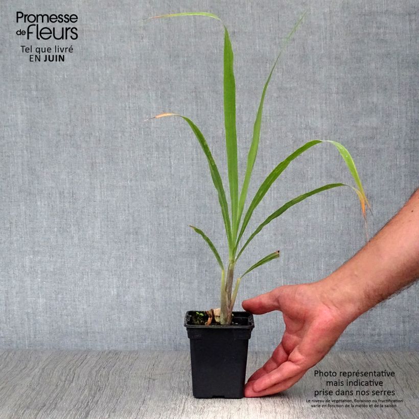 Ejemplar de Limonaria - Cymbopogon citratus Maceta de 7/8 cm entregado en verano