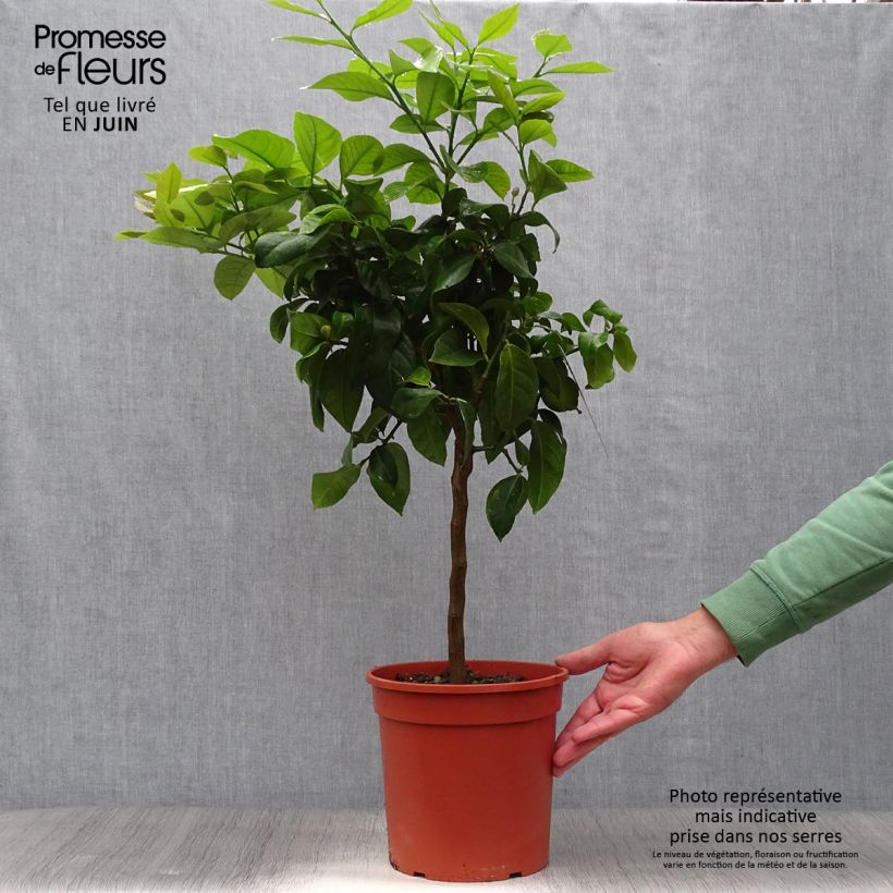 Ejemplar de Limonero Cerza - Citrus limon Maceta 4L/5L, 1/4 talloAltura de entrega aprox. 60/70cm entregado en verano