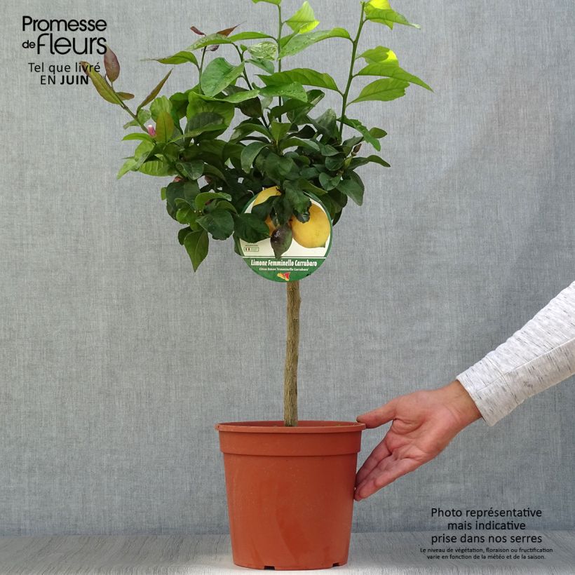 Ejemplar de Limonero Femminello Carrubaro - Citrus limon Maceta 4L/5L, 1/4 talloAltura de entrega aprox. 50/60cm entregado en verano