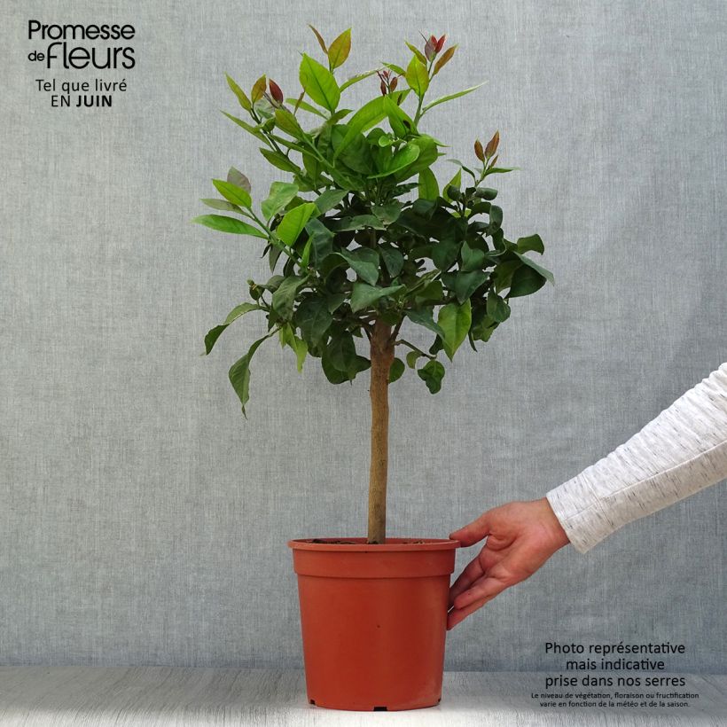 Ejemplar de Limonero Lemox - Citrus limon Maceta 4L/5L, 1/4 talloAltura de entrega aprox. 50/60cm entregado en verano