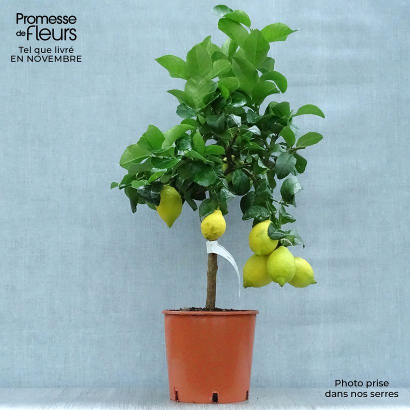 Ejemplar de Limonero de las 4 estaciones - Citrus limon Maceta 4L/5L, 1/4 tallo entregado en otoño