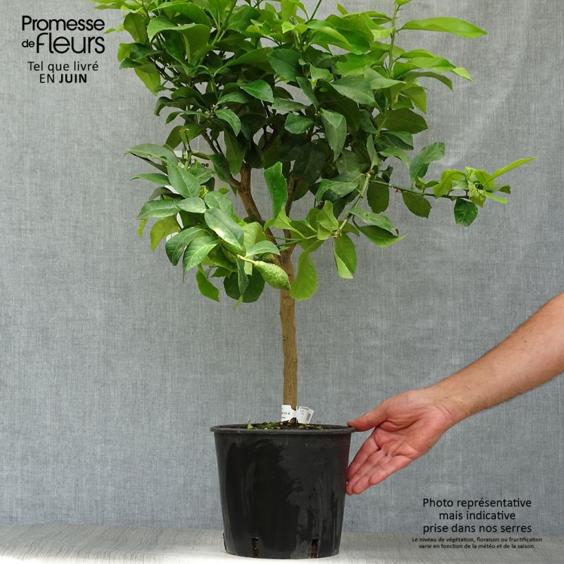 Ejemplar de Limonero de las 4 estaciones - Citrus limon Maceta 4L/5L, 1/4 talloAltura de entrega aprox. 50/60cm entregado en verano