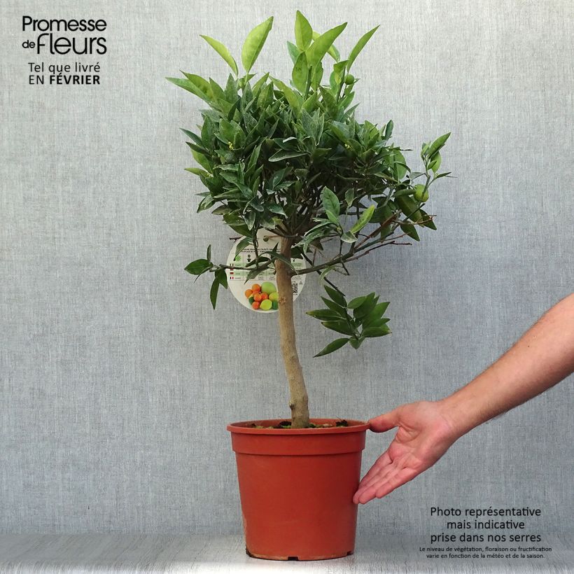 Ejemplar de Naranjo chino Kucle Maceta 4L/5L, 1/4 tallo entregado en otoño