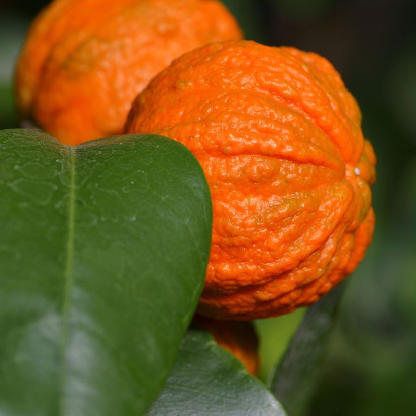 Naranja agria Bizzaria (Cosecha)