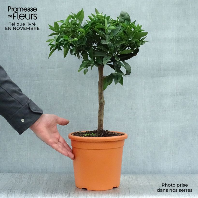 Ejemplar de Clementina Clémentine - Citrus clementina Maceta 4L/5L, 1/4 tallo entregado en otoño