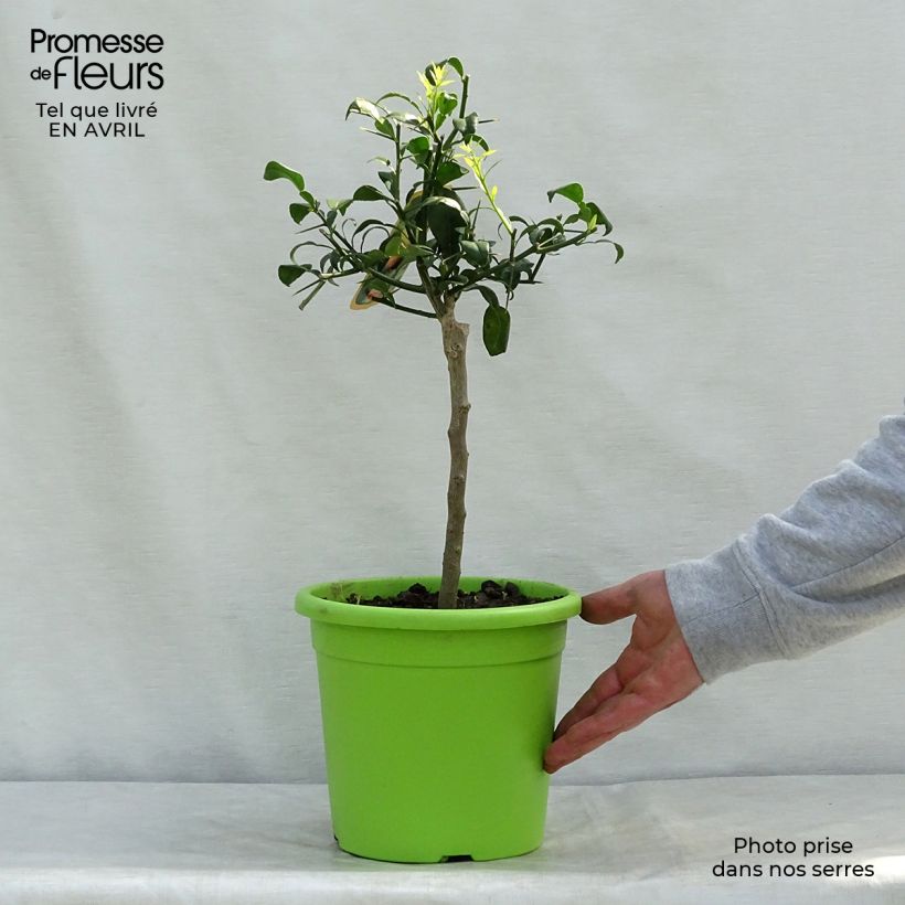 Limón Ichang - Citrus ichangensis Maceta 4L/5L, 1/4 tallo Ejemplar entregado en la primavera