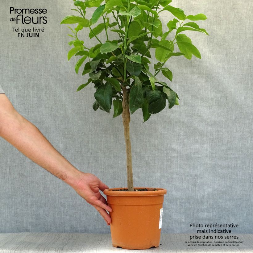 Ejemplar de Cidro Maxima - Citrus medica Maceta 3L/4L, 1/4 talloAltura de entrega aprox. 40/50cm entregado en verano