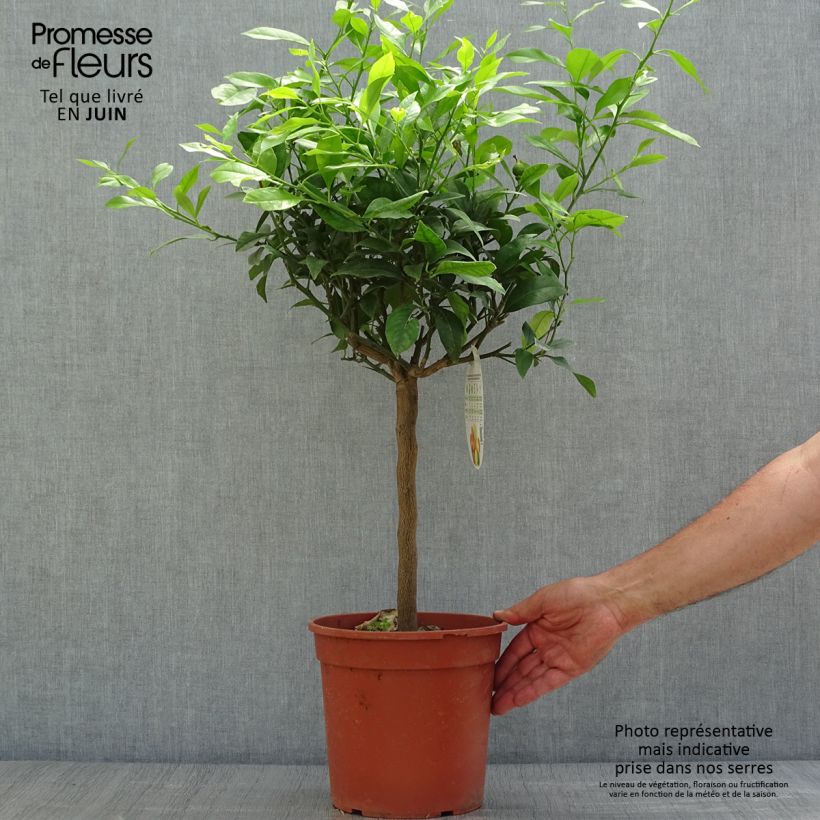 Ejemplar de Cidro Pigmentata - Cidro híbrido Maceta 4L/5L, 1/4 tallo entregado en verano