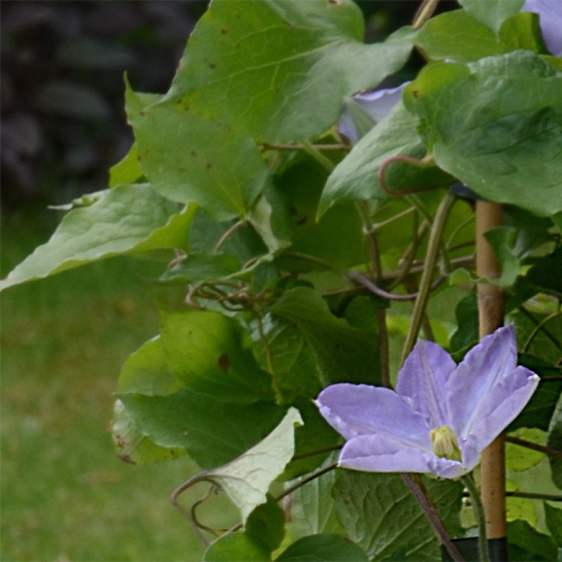 Clematis Success Lavender (Follaje)