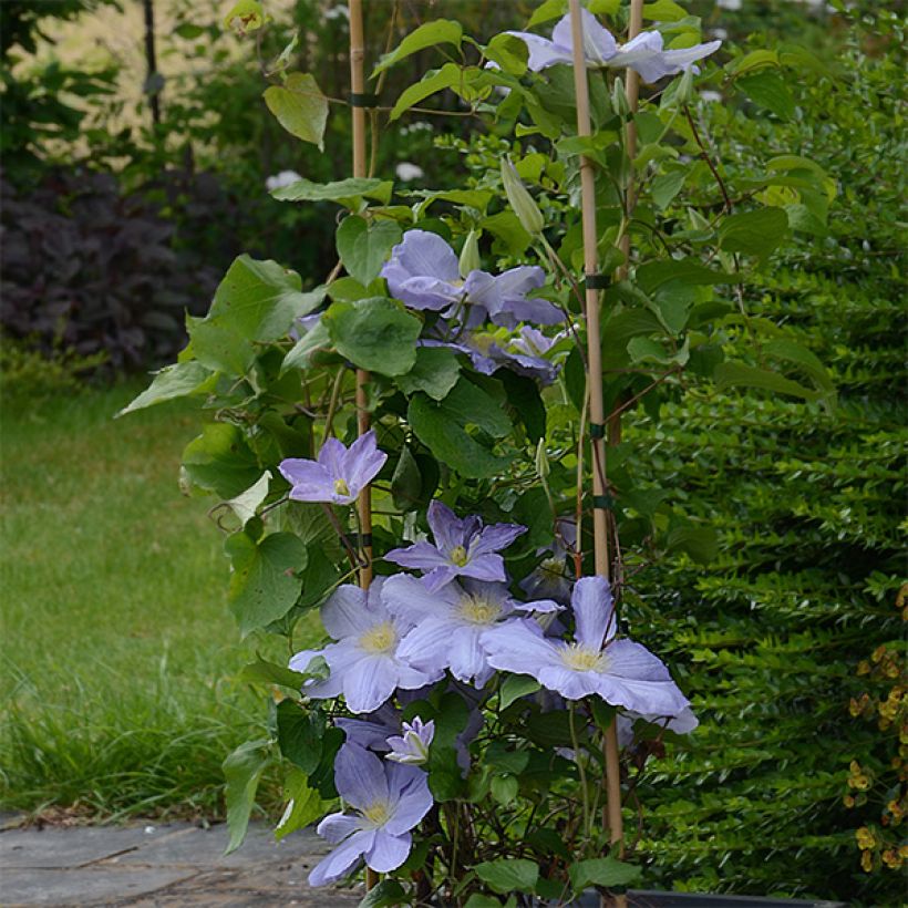 Clematis Success Lavender (Porte)
