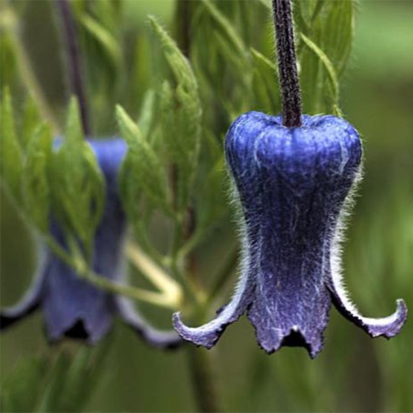 Clematis hirsutissima (Floración)