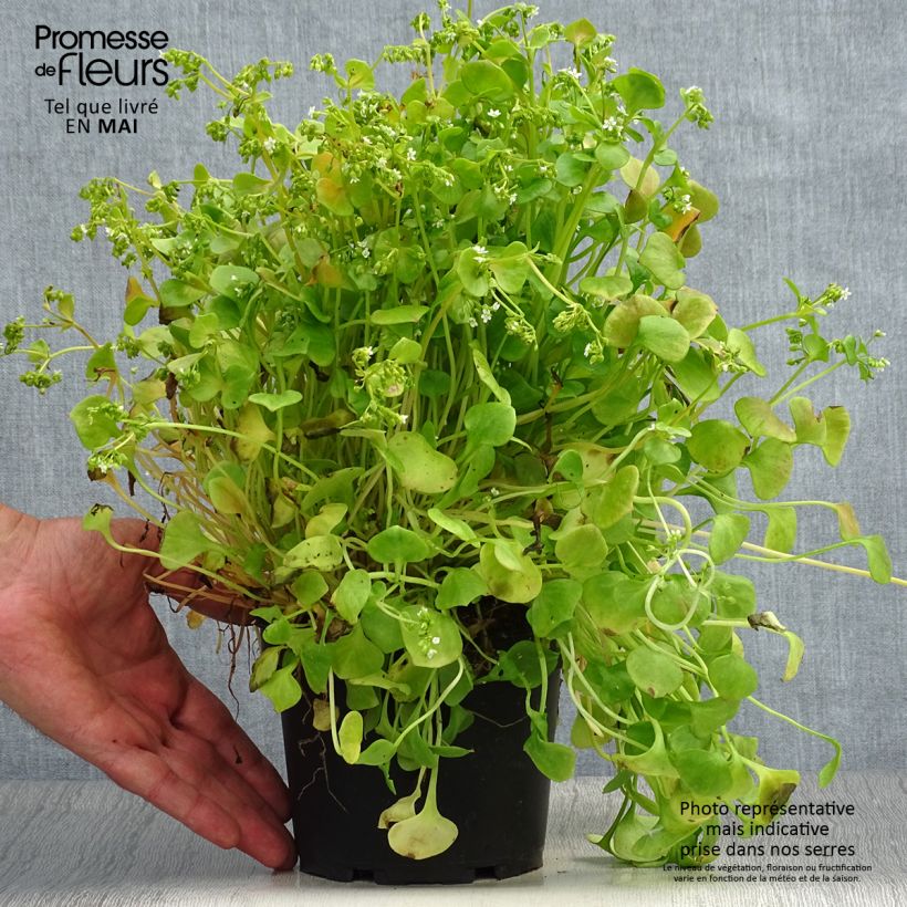Verdolaga de Cuba - Claytonia perfoliata Maceta 1,5L/2L Ejemplar entregado en la primavera