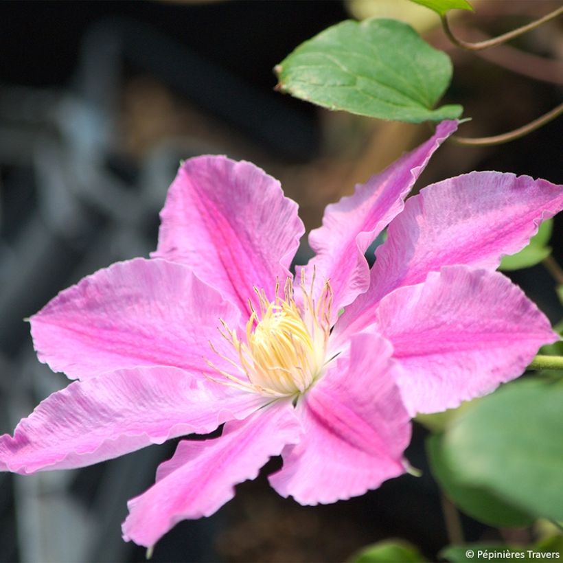 Clematis Abilène (Floración)