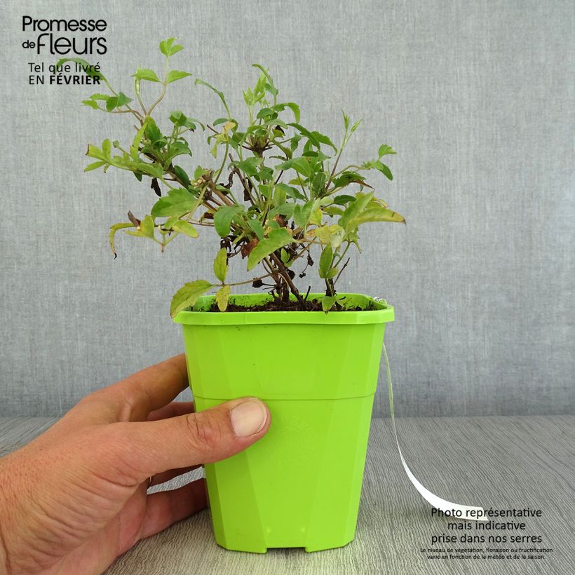Ejemplar de Clematis tangutica Little Lemons Maceta 1L/1,5L entregado en otoño