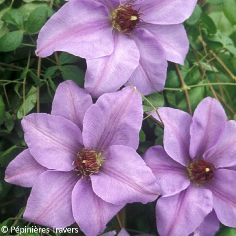 Clematis Ramona (Floración)