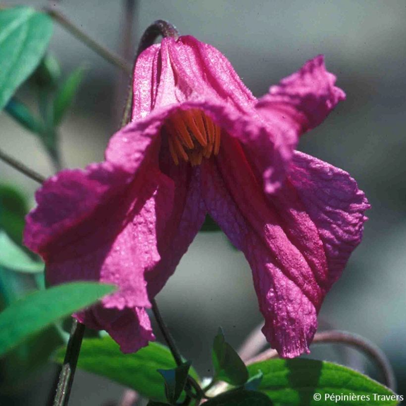 Clematis Savannah (Floración)