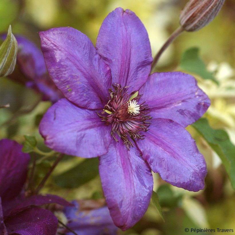 Clematis Versailles (Floración)