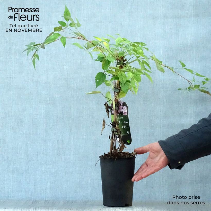 Ejemplar de Clematis montana Mayleen Maceta 2L/3L entregado en otoño