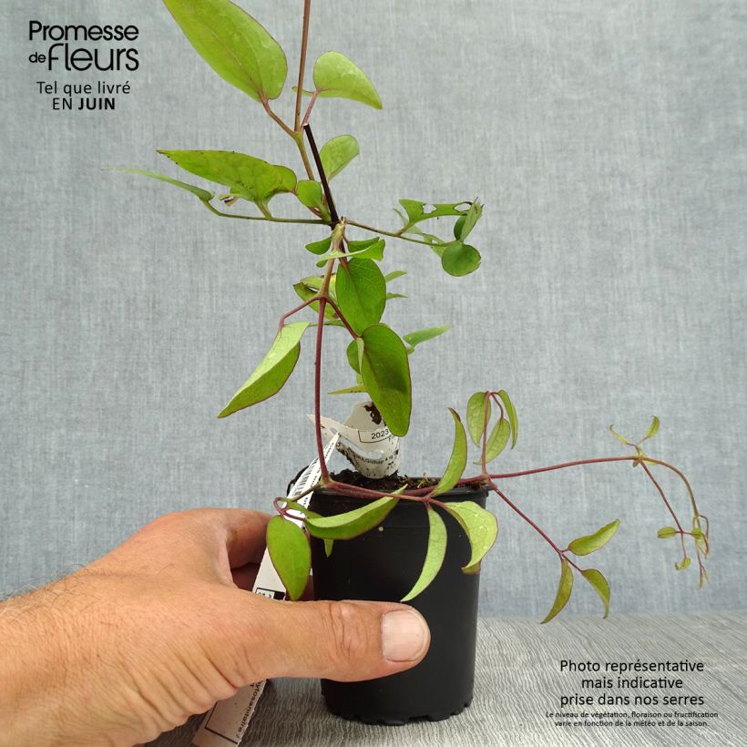 Ejemplar de Clematis Blekitny aniol Maceta de 8/9 cm entregado en verano