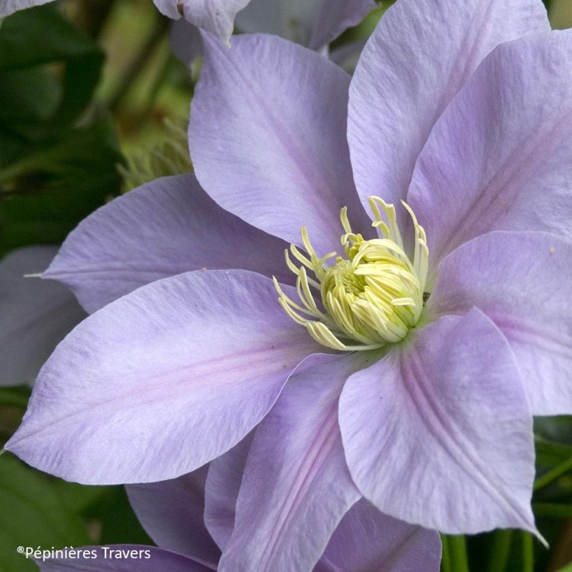 Clematis Blue Eyes (Floración)