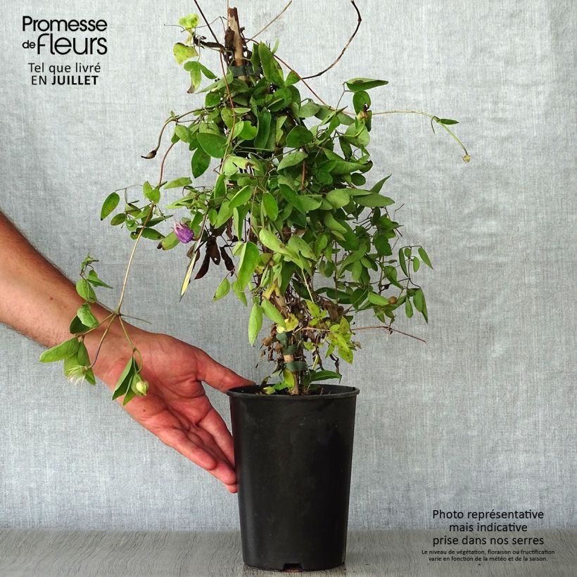Ejemplar de Clematis Annabella Maceta 2L/3L entregado en verano