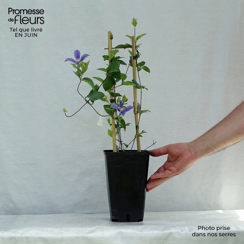 Ejemplar de Clematis Arabella Maceta 1,5L/2LAltura de entrega aprox. 40/50cm entregado en verano