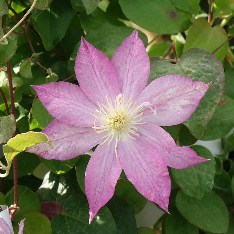 Clematis Asao (Floración)