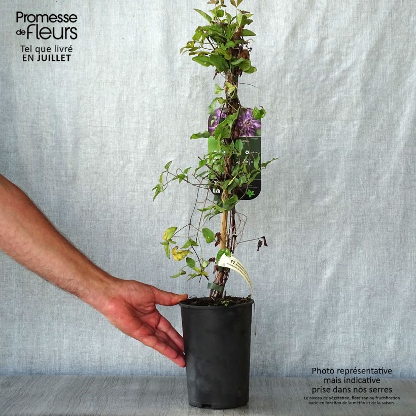 Ejemplar de Clematis viticella Astra nova Maceta 2L/3LAltura de entrega aprox. 40/50cm entregado en verano