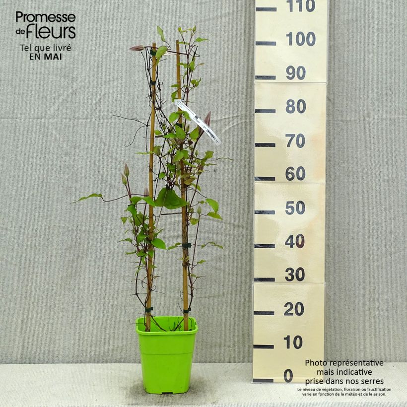 Clematis Barbara Harrington Maceta 3L/4LAltura de entrega aprox. 30/40cm Ejemplar entregado en la primavera