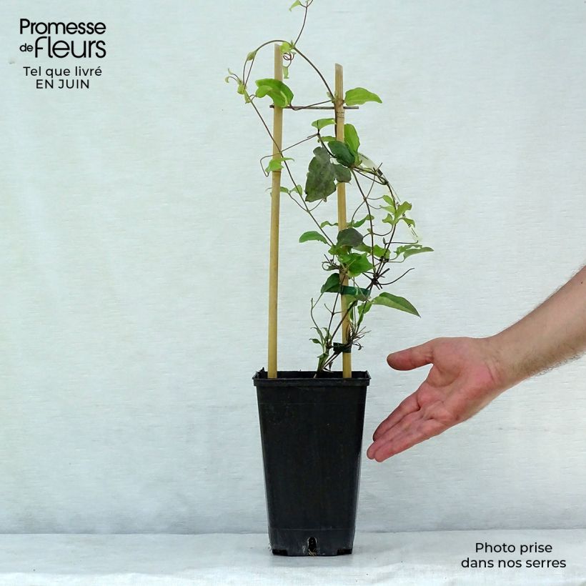 Ejemplar de Clematis Carnaby Maceta 1,5L/2L entregado en verano