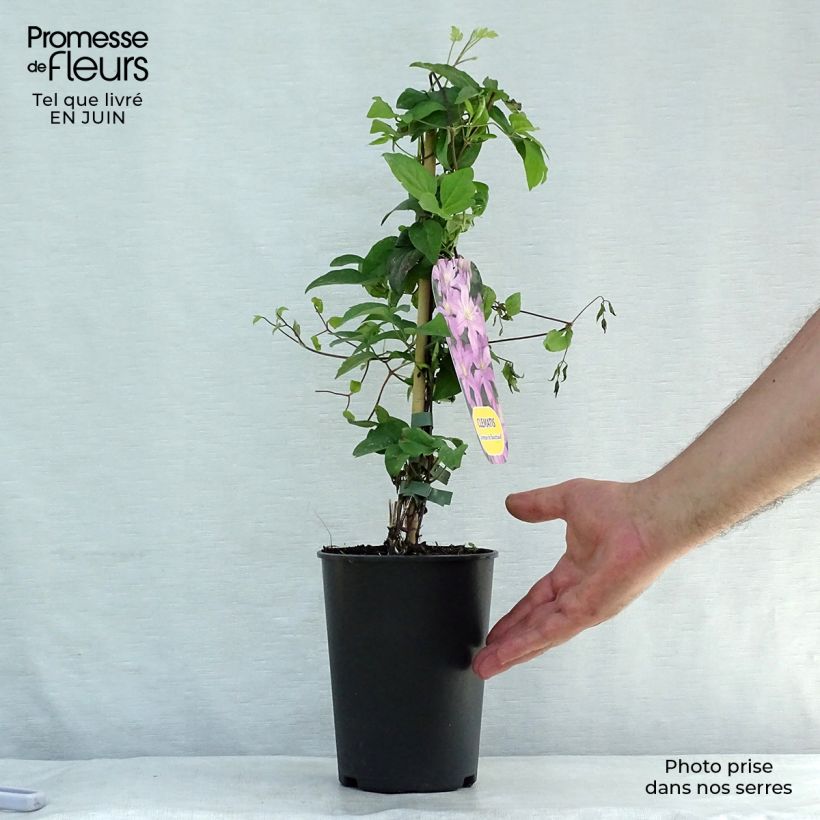 Ejemplar de Clematis Comtesse de Bouchaud Maceta 2L/3LAltura de entrega aprox. 40/50cm entregado en verano