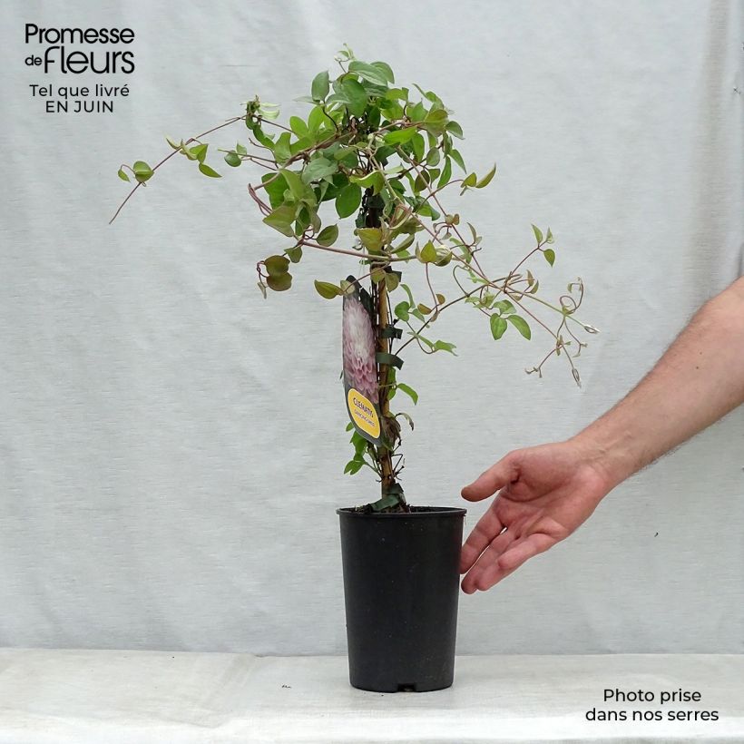 Ejemplar de Clematis Dancing Smile Maceta 2L/3LAltura de entrega aprox. 40/50cm entregado en verano