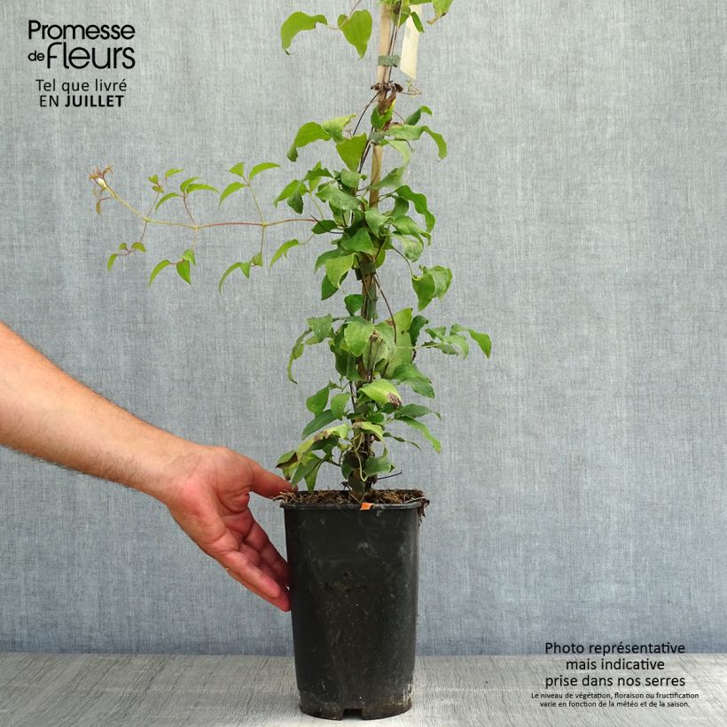 Ejemplar de Clematis Diamantina Maceta 2L/3L entregado en verano