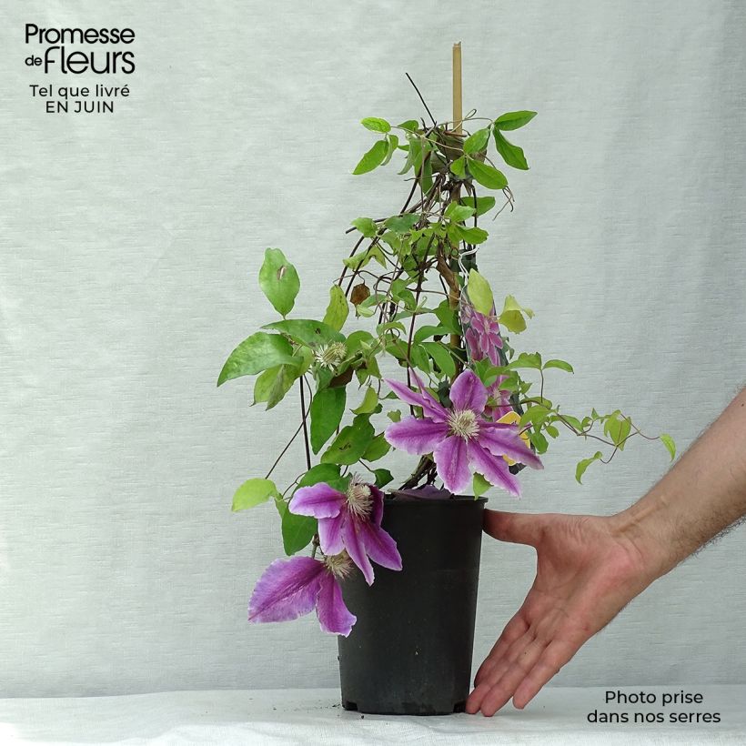 Ejemplar de Clematis Docteur Ruppel Maceta 2L/3LAltura de entrega aprox. 40/50cm entregado en verano